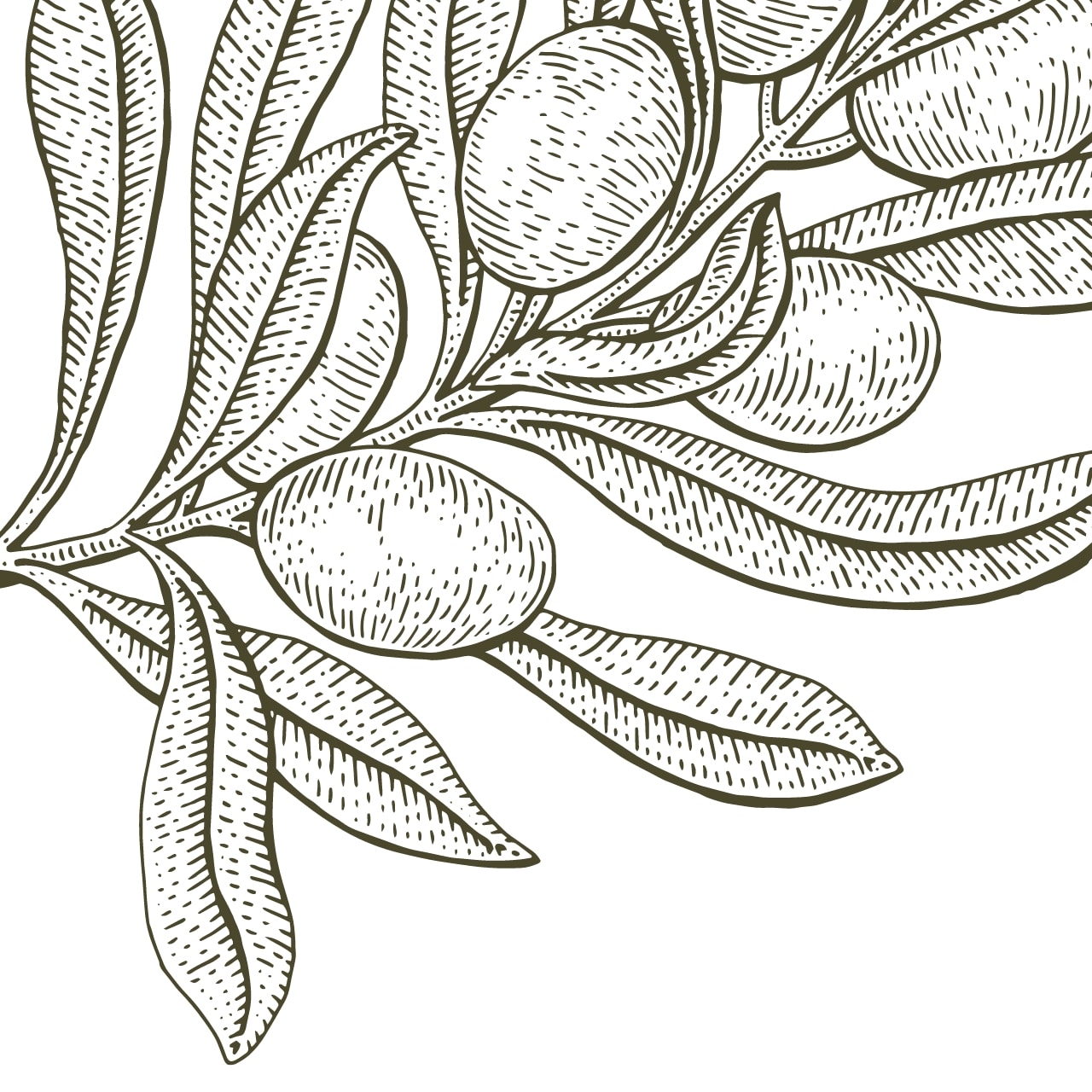 Illustration Olive