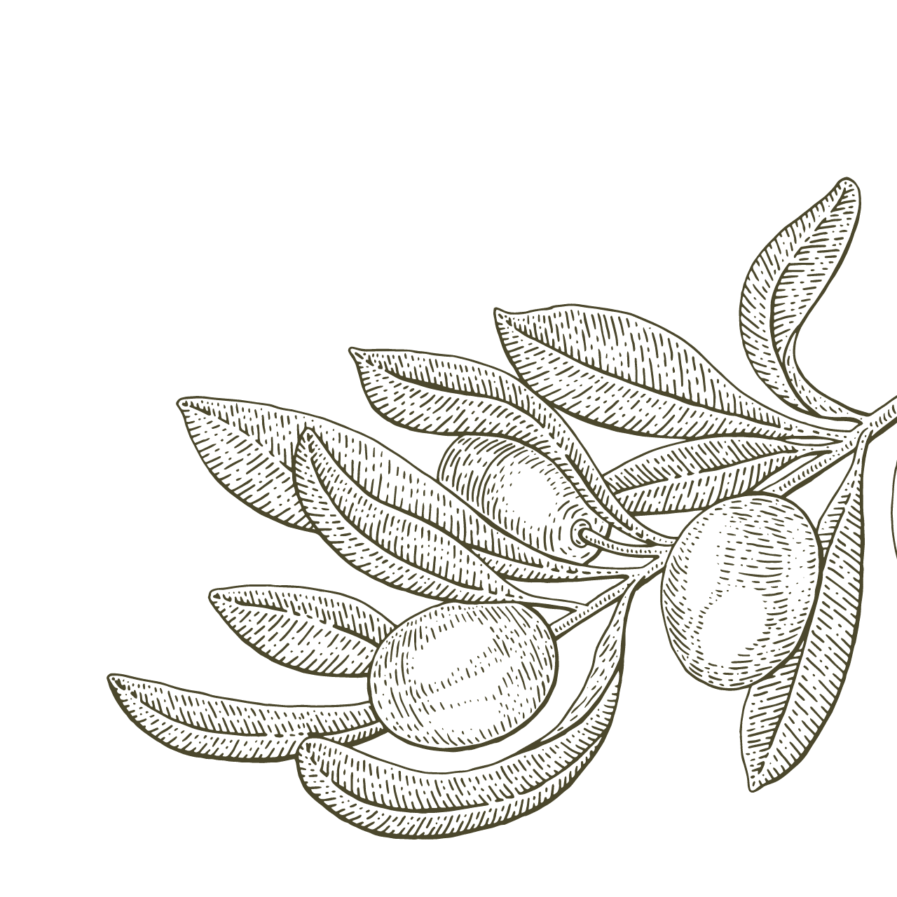 Olive Branche