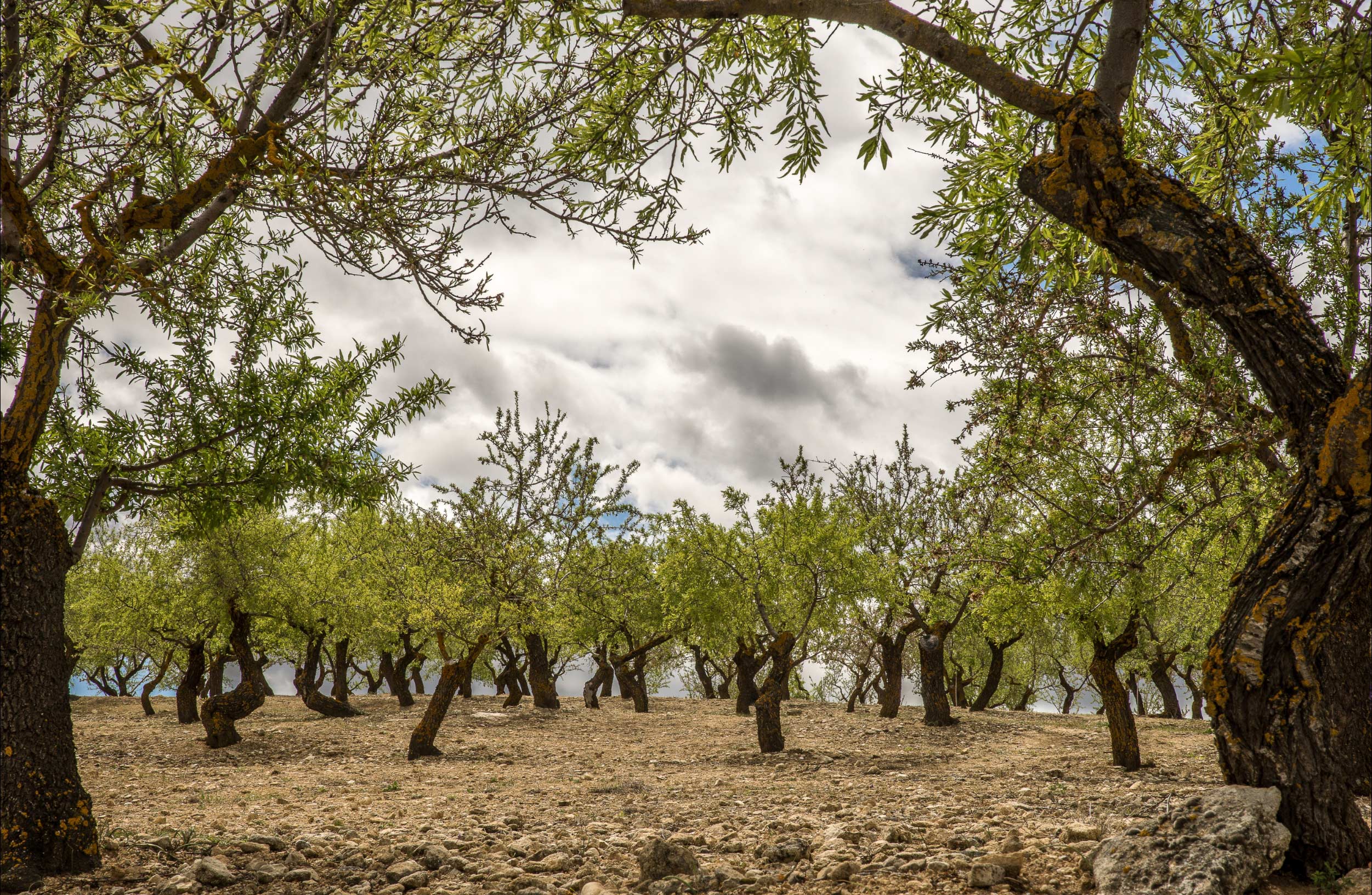 Plaine Arbres